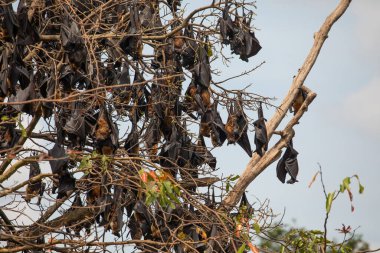 close-up hanging Mariana fruit bat (Pteropus mariannus) on blue sky nature background in Sri Lanka . wild animals in a natural environment for yourself clipart