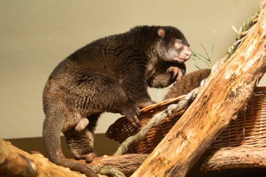 cute wild bear cuscus aulirops ursinus arboreal against blure background. Close-up, looking at camera clipart