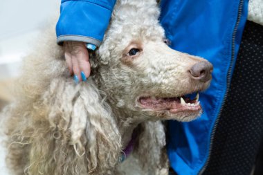Sahibinin yanında büyük, güzel, bej bir kraliyet kanişi. Kadının eli köpeğin yüzünde, ağzı açık.
