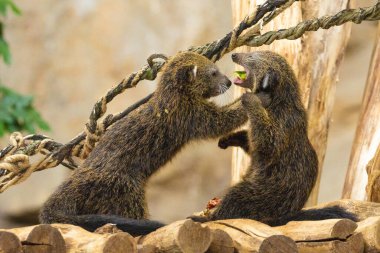 two baby binturong or musang play in a tree. Two cute funny furry animals eat and play. clipart