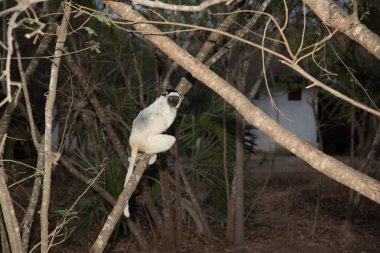 Madagaskar Adası faunasında siyah kafalı Verreaux 'nun White sifaka' sı. Büyük gözlü sevimli ve meraklı bir primat. Ünlü dans eden lemur.