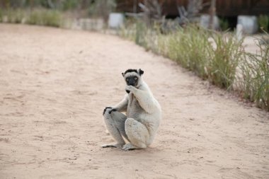 Madagaskar Adası faunasında siyah kafalı Verreaux 'nun White sifaka' sı. Büyük gözlü sevimli ve meraklı bir primat. Ünlü dans eden lemur.