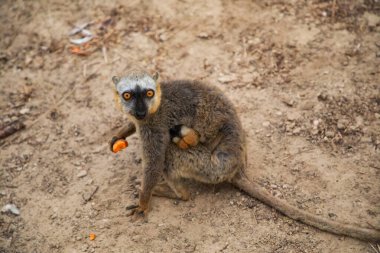 Turuncu gözlü şirin kahverengi lemur (Eulemur fulvus). Doğal yaşam alanındaki ağaç gövdesinde nesli tükenmekte olan bir hayvan, Yedek Kimony. Egzotik Madagaskar vahşi yaşam hayvanı.