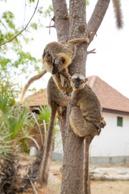 Turuncu gözlü şirin kahverengi lemur (Eulemur fulvus). Doğal yaşam alanındaki ağaç gövdesinde nesli tükenmekte olan bir hayvan, Yedek Kimony. Egzotik Madagaskar vahşi yaşam hayvanı.