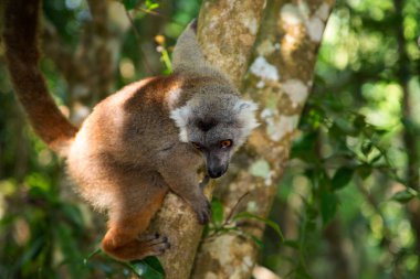 Taç giymiş lemur (Eulemur Coronatus), Madagaskar 'dan gelen endemik hayvan. Palmarium Park Oteli. Seçici odak noktası kafasında kırmızı desenli sevimli, komik gri bir hayvan..