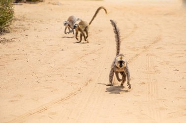 Kahverengi lemurlu (Eulemur fulvus) turuncu gözlü. Madagaskar 'daki doğal yaşam ortamında ağaç gövdesinde nesli tükenmekte olan bir hayvan. Şirin ortak komik primat.