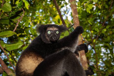 Lemur Indri indri, babakoto Madagaskar 'dan en büyük siyah beyaz lemur. Arkadan ışıklandırılmış yağmur ormanı arka planı, yakın plan, seçici odaklı delici mavi gözlü sevimli hayvan. Palmarium Park Oteli