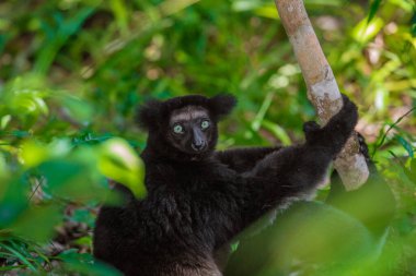Lemur Indri indri, babakoto Madagaskar 'dan en büyük siyah beyaz lemur. Arkadan ışıklandırılmış yağmur ormanı arka planı, yakın plan, seçici odaklı delici mavi gözlü sevimli hayvan. Palmarium Park Oteli