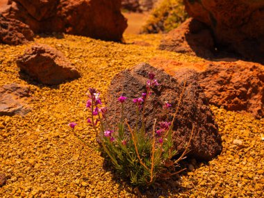 spot in Tenerife with many rocks and beautiful mountain landscape in the background. volcanic landscapes of Tenerife clipart