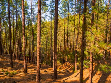 İlkbaharda sık çam ormanları ve dallarında taze iğneler. Doğal arka plan ve manzara. rezerve orman