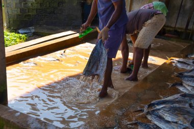 Negombo, Sri Lanka. 09 Şubat 2023 'te Sri Lanka' da küçük bir balık fabrikasında çalışan işçiler ayaklarıyla çamurlu ve kirli suda fileto balığı yıkarlar..