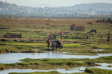 Antananarivo, Madagaskar 07 Ekim 2023 şehir manzarası, Tana, Madagaskar 'ın başkenti, Fransızca adı Tananarive ve kısa adı Tana, Madagaskar' ın yoksul başkenti ve en büyük şehri. İnsanlar pirinç tarlalarında çalışıyor.