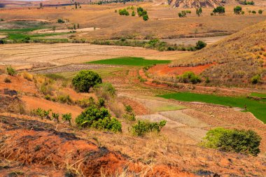 Tipik Madagaskar manzarası. Ana yol boyunca Vohiposa yakınlarındaki küçük tepelerde yeşil ve sarı pirinç tarlaları. yeşil çimen ve parlak toprak