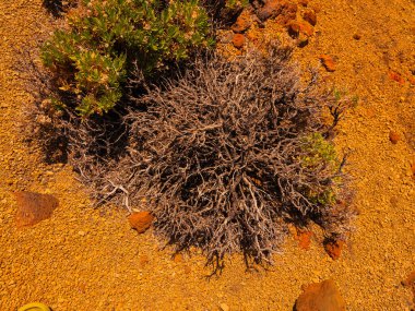 Tenerife 'de arka planda bir sürü kaya ve güzel dağ manzarası olan bir yer. Tenerife 'nin volkanik manzaraları