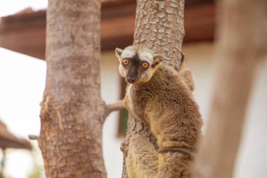 Turuncu gözlü şirin kahverengi lemur (Eulemur fulvus). Doğal yaşam alanındaki ağaç gövdesinde nesli tükenmekte olan bir hayvan, Yedek Kimony. Egzotik Madagaskar vahşi yaşam hayvanı.