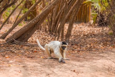 Verreaux 'nun Kimony Otel Parkı' ndaki sifaka 'sı. Madagaskar Adası faunasında siyah kafalı beyaz sifaka. Büyük gözlü sevimli ve meraklı bir primat. Ünlü dans eden lemur.