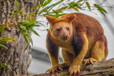 Goodfellow's Tree Kangaroo, dendrolagus goodfellowi buergersi, Adult closeup. portrait of very cute rare red animal. arboreal endemic of new guinea. clipart