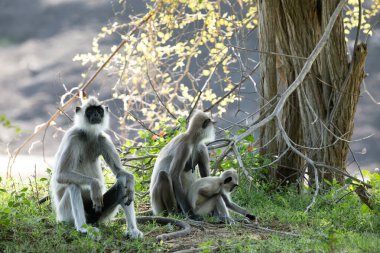 Yala Ulusal Parkı 'nda, Sri Lanka' da oturan küçük bir grup siyah suratlı gri Langur maymunu. Güzel, açık gri maymunlu bir aile.