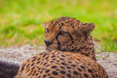 cheetah resting on green grass, very close eye contact. Large graceful feline beast clipart