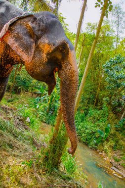 Belirli ten rengine sahip büyük Asya fili, pembe arka planda küçük gri noktalar, çiller gibi. Park 'ta eğitilmiş fil Sri Lanka.