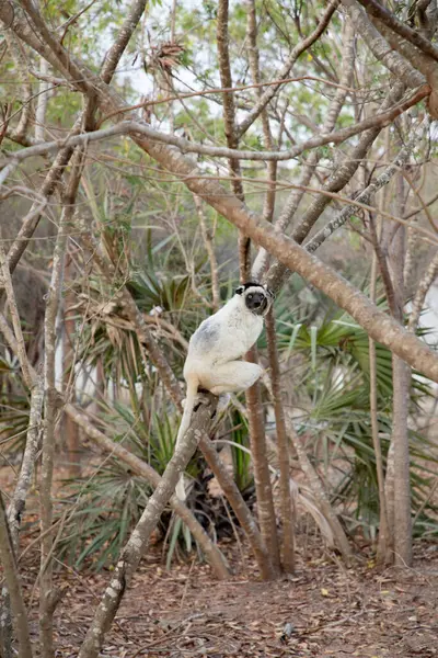 stock image Verreaux's White sifaka with dark head on Madagascar island fauna. cute and curious primate with big eyes. Famous dancing lemur