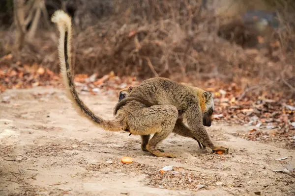 stock image Cute Common brown lemur (Eulemur fulvus) with orange eyes. Endangered endemic animal on tree trunk in natural habitat, Reserve Kimony. Exotic Madagascar wildlife animal.