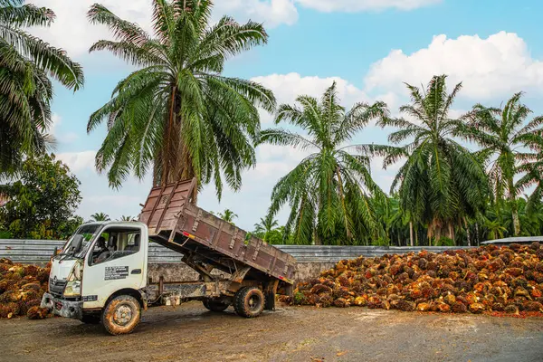 Selangor, Malezya. - 25. 08 numara. 2024 çalışanı, işleme tesisinde toplanan palmiye yağı yığınlarını boşaltmak için forklift kullanıyor. Arka planda Asya 'daki plantasyon ortamını gösteren yüksek palmiye ağaçları var.