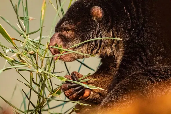 stock image cute wild bear cuscus aulirops ursinus arboreal against blure background. Close-up, looking at camera