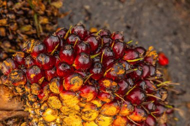 Palm Oil Plantasyonu 'ndaki Fresh Fruit Bunch (FFB) yığını yerde yatan meyveleri kestikten sonra yüklenmeye ve fabrikaya gönderilmeye hazır hale getirildi.