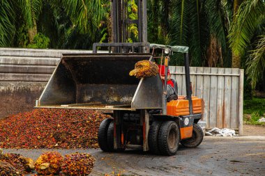 Selangor, Malezya. - 25. 08 numara. 2024 çalışanı, işleme tesisinde toplanan palmiye yağı yığınlarını boşaltmak için forklift kullanıyor. Arka planda Asya 'daki plantasyon ortamını gösteren yüksek palmiye ağaçları var.