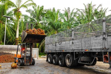 Selangor, Malezya. - 25. 08 numara. 2024 çalışanı, işleme tesisinde toplanan palmiye yağı yığınlarını boşaltmak için forklift kullanıyor. Arka planda Asya 'daki plantasyon ortamını gösteren yüksek palmiye ağaçları var.