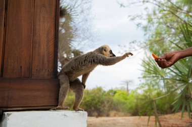 Turuncu gözlü şirin kahverengi lemur (Eulemur fulvus). Doğal yaşam alanındaki ağaç gövdesinde nesli tükenmekte olan bir hayvan, Yedek Kimony. Egzotik Madagaskar vahşi yaşam hayvanı.