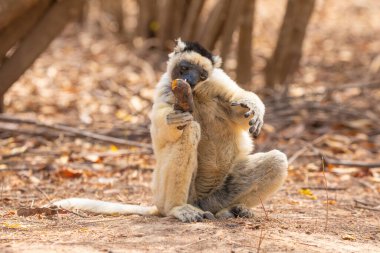 Verreaux 'nun Kimony Otel Parkı' ndaki sifaka 'sı. Madagaskar Adası faunasında siyah kafalı beyaz sifaka. Büyük gözlü sevimli ve meraklı bir primat. Ünlü dans eden lemur.