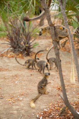 Turuncu gözlü şirin kahverengi lemur (Eulemur fulvus). Doğal yaşam alanındaki ağaç gövdesinde nesli tükenmekte olan bir hayvan, Yedek Kimony. Egzotik Madagaskar vahşi yaşam hayvanı.