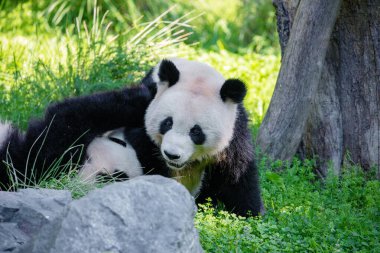 Yeşil çimlerde pandalarla oynarken çok neşeliydi. Nesli tükenmekte olan nadir hayvanlar korunan konsept. Berlin Hayvanat Bahçesi 'ndeki Çin mülkü. sevimli sakar siyah ve beyaz ayı. İki kardeş.