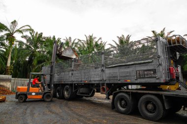Selangor, Malezya. - 25. 08 numara. 2024 çalışanı, işleme tesisinde toplanan palmiye yağı yığınlarını boşaltmak için forklift kullanıyor. Arka planda Asya 'daki plantasyon ortamını gösteren yüksek palmiye ağaçları var.