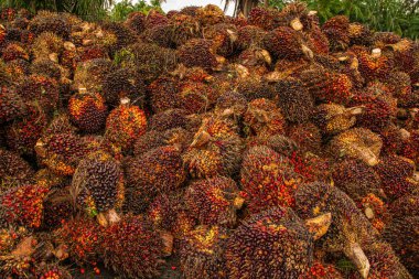 Palm Oil Plantasyonu 'ndaki Fresh Fruit Bunch (FFB) yığını yerde yatan meyveleri kestikten sonra yüklenmeye ve fabrikaya gönderilmeye hazır hale getirildi.