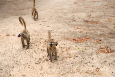 Kahverengi lemurlu (Eulemur fulvus) turuncu gözlü. Madagaskar 'daki doğal yaşam ortamında ağaç gövdesinde nesli tükenmekte olan bir hayvan. Şirin ortak komik primat.