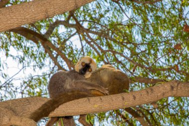 Kızıl Göbekli Lemur, Eulemur Rubriventer, Madagaskar yağmur ormanları doğu kıyısı. Şirin primat portresi. Yakın plan. Madagaskar 'a özgü. Kimony Park Oteli