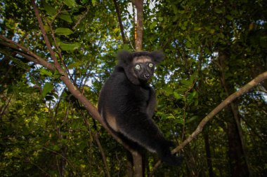 Lemur Indri indri, babakoto Madagaskar 'dan en büyük siyah beyaz lemur. Arkadan ışıklandırılmış yağmur ormanı arka planı, yakın plan, seçici odaklı delici mavi gözlü sevimli hayvan. Palmarium Park Oteli