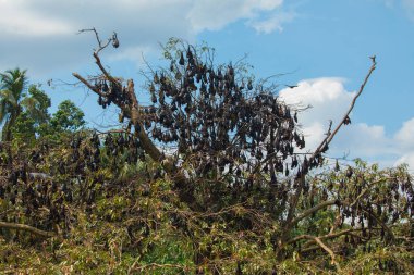 Yakın plan Mariana meyve yarasası (Pteropus mariannus) Sri Lanka 'da mavi gökyüzü arka planında asılı duruyor. Doğal ortamda vahşi hayvanlar.