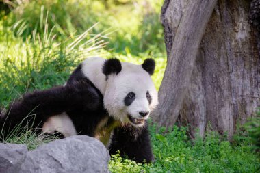 Neşeli yeşil çimlerde pandalar çalıyor