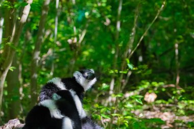 Siyah beyaz yakalı Lemur şirin bir hayvan. Canlı bir doğa geçmişi var. Berlin Hayvanat Bahçesi 'nde nadir görülen bir koruma ve bakım konsepti