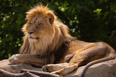 Aslan kafasının yakın plan görüntüsü. Aslan, kürkünün ve özelliklerinin ince detaylarını gösteren kalın yeleye sahiptir. Yeşil doğal arka planda aslan erkek portresi