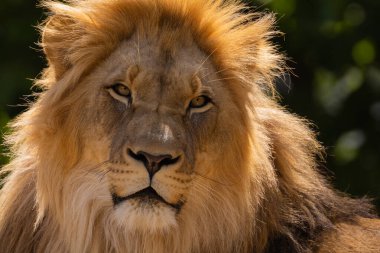 close-up image of a lion's head. lion has thick mane, showing off the fine details of its fur and features. lion male portrait on green natural background clipart