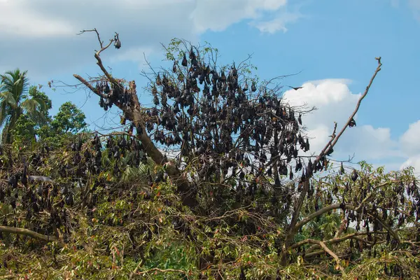 stock image close-up hanging Mariana fruit bat (Pteropus mariannus) on blue sky nature background in Sri Lanka . wild animals in a natural environment for yourself