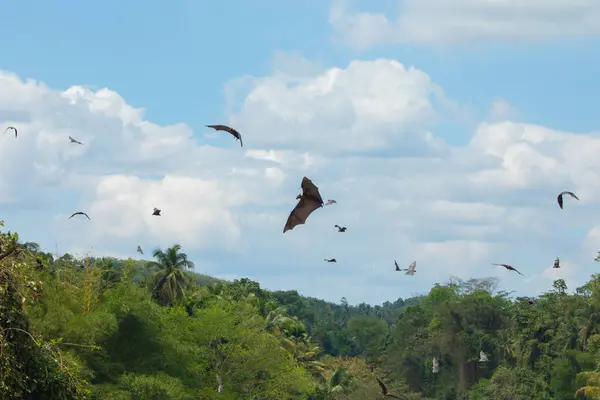 stock image close-up hanging Mariana fruit bat (Pteropus mariannus) on blue sky nature background in Sri Lanka . wild animals in a natural environment for yourself