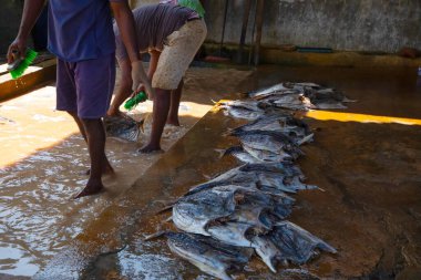 Negombo, Sri Lanka. 09 Şubat 2023 'te Sri Lanka' da küçük bir balık fabrikasında çalışan işçiler ayaklarıyla çamurlu ve kirli suda fileto balığı yıkarlar..
