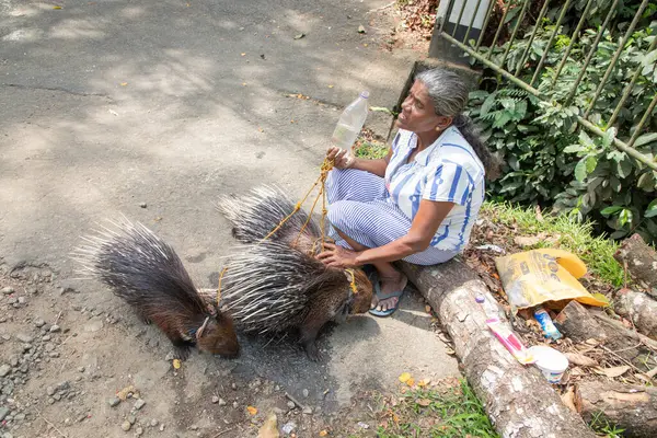 Sri Lanka 10 Şubat 2023. Sri Lankalı yaşlı bir kadın üç evcil kirpinin tasmasını tutuyor. Para için turistlerin ilgisini çeken bir fotoğraf.