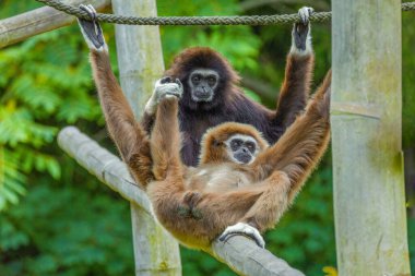 Ilar gibbon Hylobatidae familyasından nesli tükenmekte olan bir primat olan beyaz elli jibon olarak da bilinir. Uzun kolları ve kısa gövdesi olan sevimli pofuduk maymun.